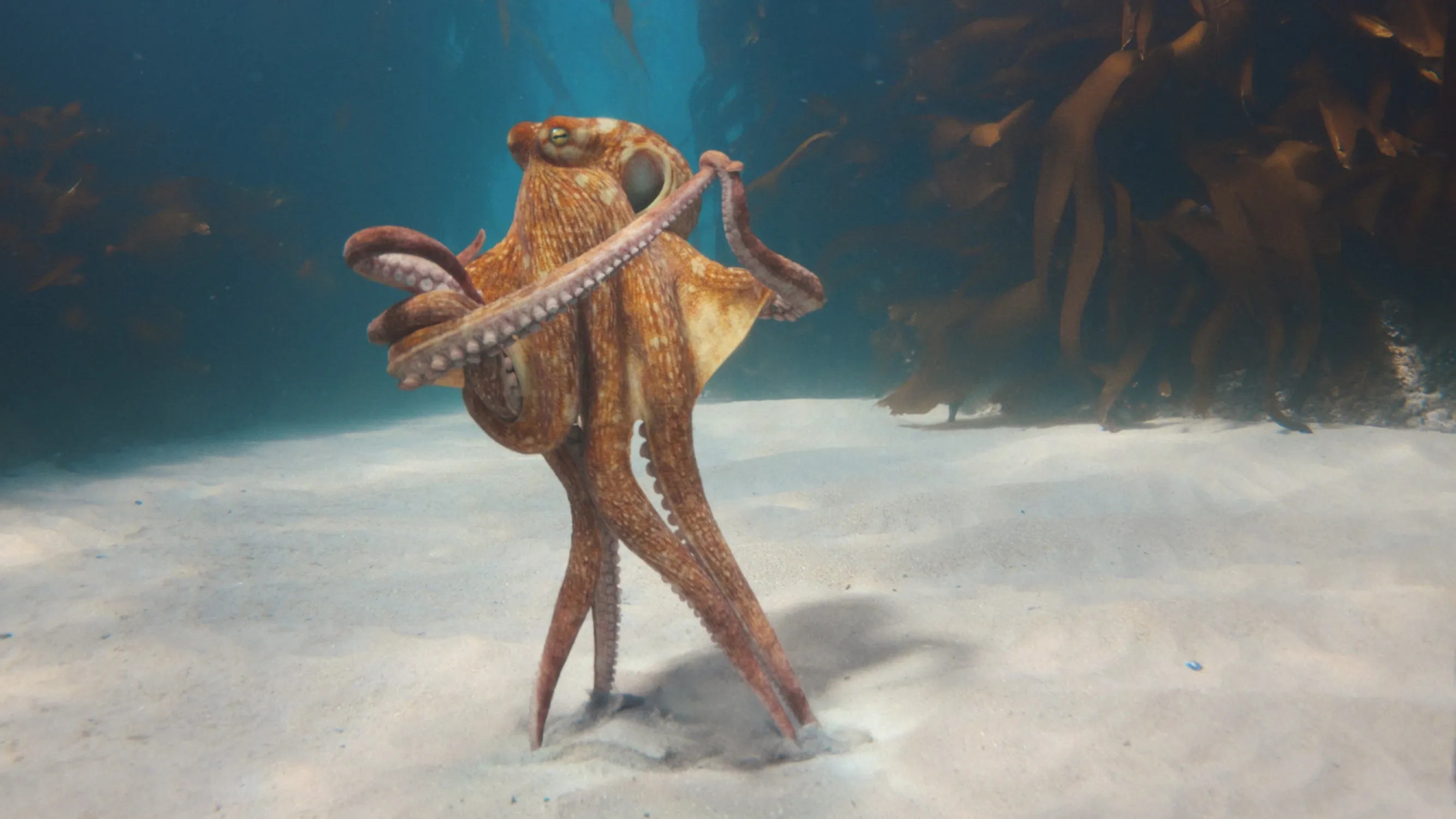 BMW Unveils Heart of Joy Control Unit with Dancing Octopus Campaign | Auto Trader UAE
