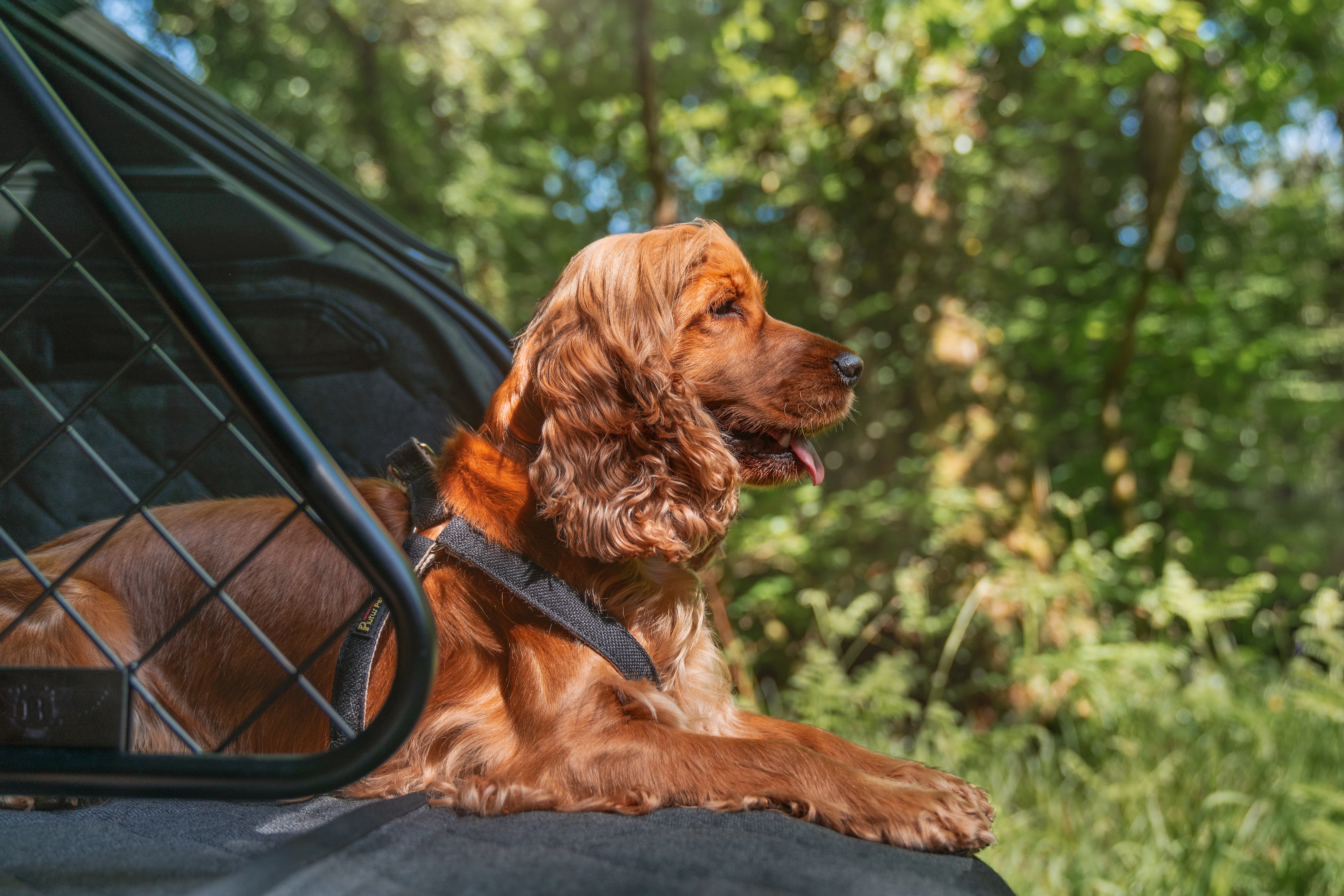 Bentley Bentayga Luxury Pet Accessories | Auto Trader UAE | Auto Trader UAE